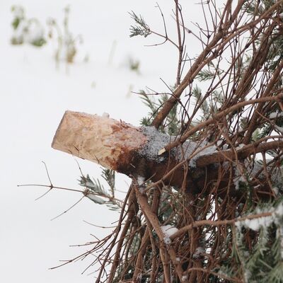 Weihnachtsbaum